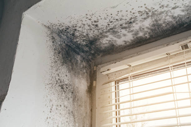 Trusted Commercial Mold Remediation service in Woodbury, NJ - Cheap Mold Removal
